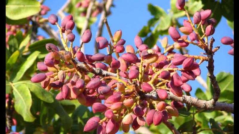 Antep Fıstığı Fiyatları Belli Oldu!.Gaziantep Ticaret Odası, Ürün Sayısını Kısıtladı! 7 Mart 2023 Antep Fıstığı Fiyatları Belli Oldu! 1