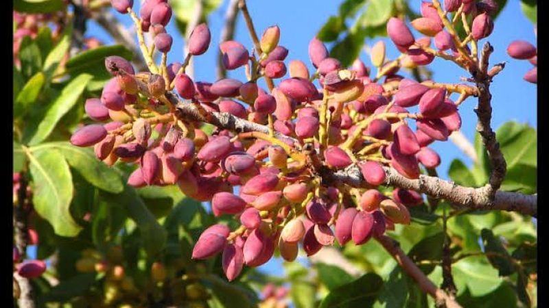 ŞOK!!! ANTEP FISTIĞI FİYATI UCUZLADI! Fıstığın O Çeşidi, 260 TL'ye Kadar Düştü! 16 Mart 2023 Güncel Antep Fıstığı Fiyatları 3