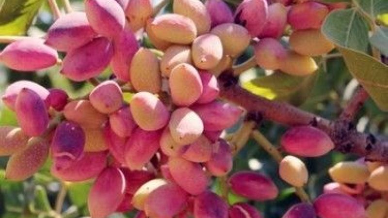 ŞOK!!! ANTEP FISTIĞI FİYATI UCUZLADI! Fıstığın O Çeşidi, 260 TL'ye Kadar Düştü! 16 Mart 2023 Güncel Antep Fıstığı Fiyatları 1