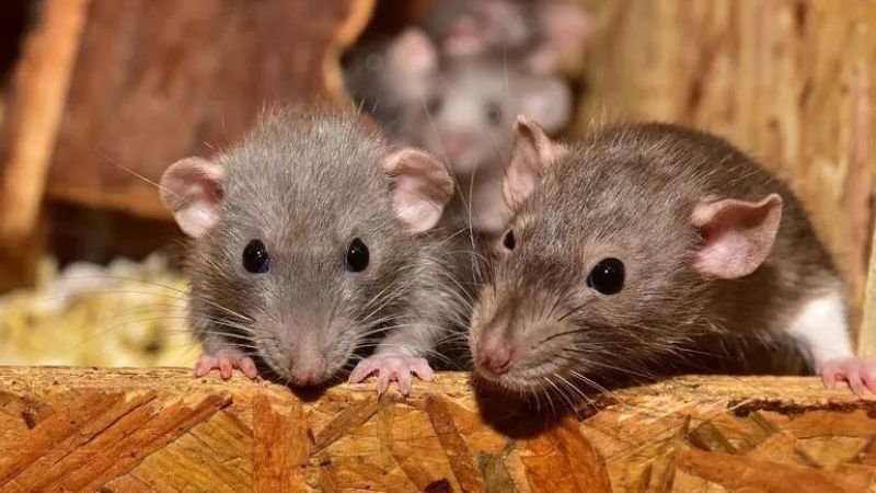 Rüyada Fare Kovalamak Ne Anlama Gelir, Neye İşarettir? Anlamı, Yorumu 1