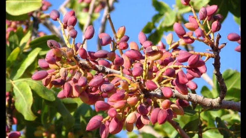 30 Mart 2023 Antep Fıstığı ve Ceviz Fiyatları Güncellendi! Fıstık 190 TL'ye, Ceviz 64 TL'ye Düştü! 4