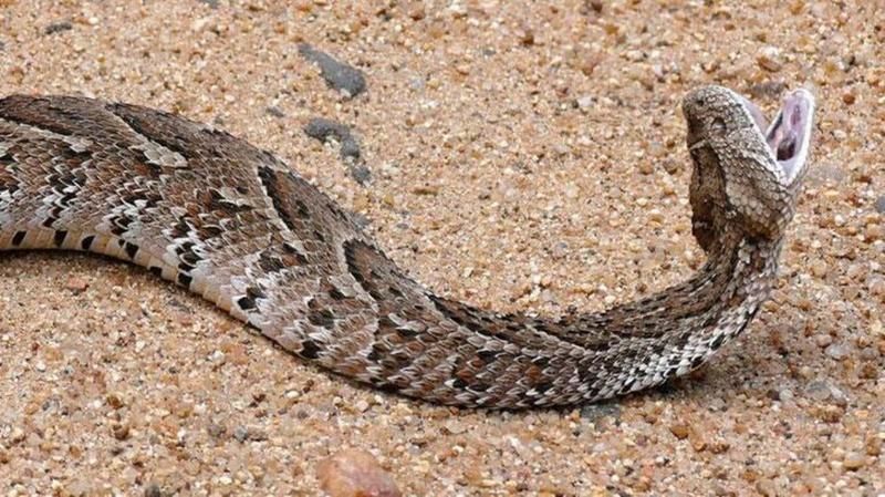 Gaziantep’teki Vatandaşlar İçin Uyarı Yapıldı! Yaz Aylarında Ortaya Çıkan Engerek Yılanın Tek Bir Isırığı Bile Ölüme Neden Oluyor! 1