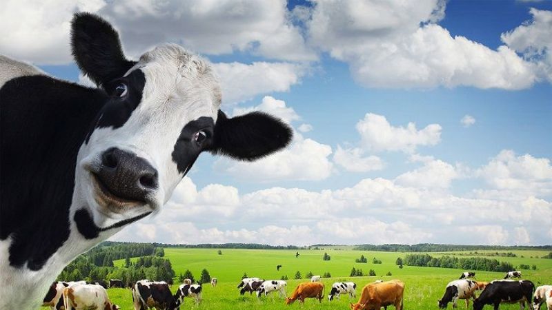 9000 prim gününe eşitlik talep edildi! Çiftçi ve hayvan yetiştiricilerinin emeklilik süreci… 3