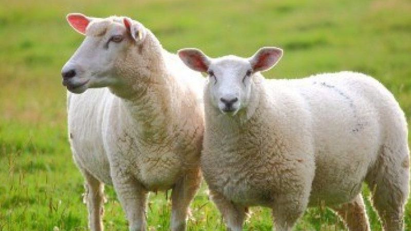 9000 prim gününe eşitlik talep edildi! Çiftçi ve hayvan yetiştiricilerinin emeklilik süreci… 1