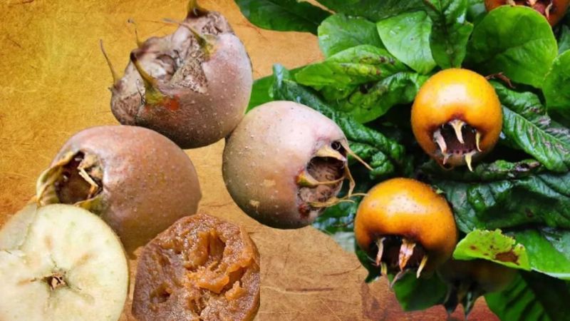 Faydaları Saymakla Bitmiyor! Muşmula Bitkisinin Kanser Önleyici Etkisi Ortaya Çıktı! Aynı Zaman Da Toksinlerden Arındırıyor! 2