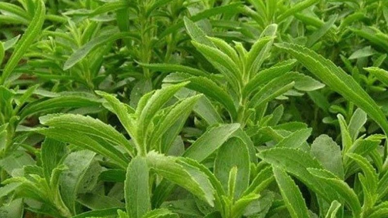 Sigarayı bırakmak isteyenlere yardımcı olacak bitki, şeker otu: Nikotin isteğinin azalmasını sağlıyor! Cilt sağlığını da koruyor! 3