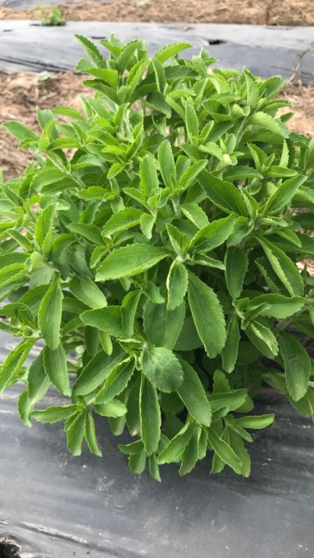 Sigarayı bırakmak isteyenlere yardımcı olacak bitki, şeker otu: Nikotin isteğinin azalmasını sağlıyor! Cilt sağlığını da koruyor! 2