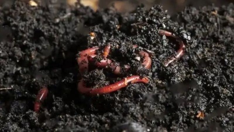 Solucan Gübresinin Faydaları Nelerdir? Hem Daha Pratik Hem Daha Verimli Olan Solucan Gübresi Nasıl Elde Edilir? 2