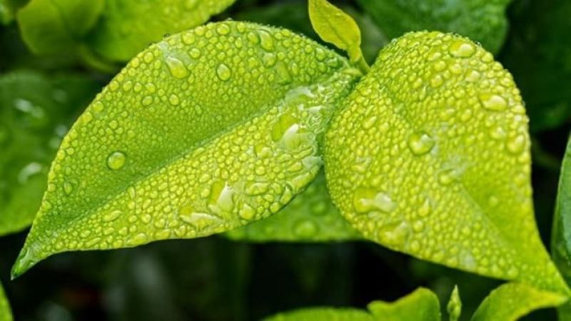 Beklenen nisan yağmurları geldi! İşte nisan yağmurlarının az bilinen faydaları! 1