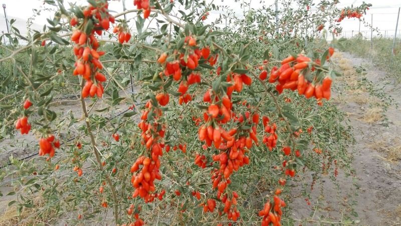 Her bir zerresi çok kıymetli: Goji Berry meyvesinin iyi gelmediği hastalık yok! İşte faydaları ve kullanım alanları 3