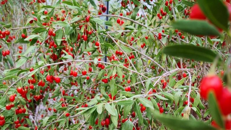 Her bir zerresi çok kıymetli: Goji Berry meyvesinin iyi gelmediği hastalık yok! İşte faydaları ve kullanım alanları 1