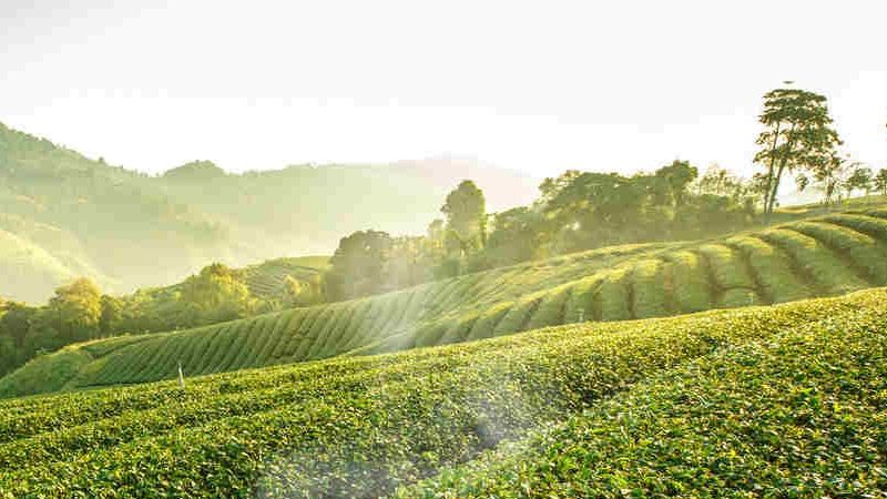 Çay demlemeden önce mutlaka okuyun: Bu püf noktalar, hayatınızda içtiğiniz en lezzetli çayı içmenizi sağlayacak! Meğer demlemeden önce çayı yıkamak… 1