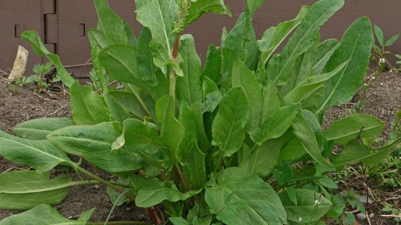 Hem salatası hem yemeği lezzetli! İşte kuzu kulağının faydaları! 3