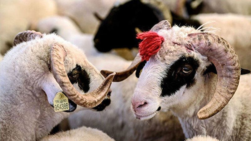 2023 Kurban Bayramı Tarihi! Kurban Bayramı İçin 9 Gün Tatil Verilecek Mi? 1