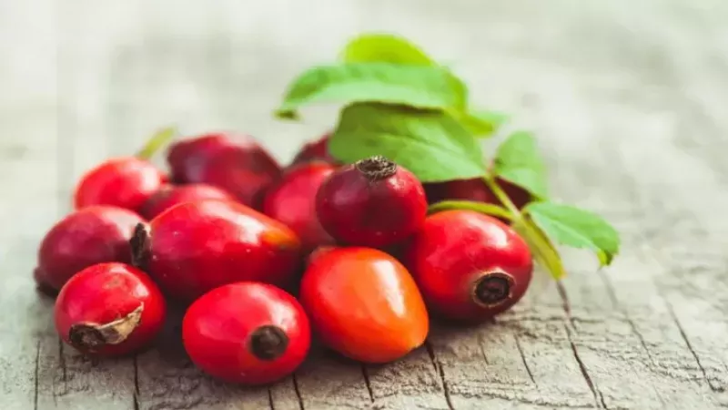 Limondan Daha Fazla C Vitamini Bulunduruyor! Kuşburnu’nun Birçok Hastalık İçin Etkisi Var! 3