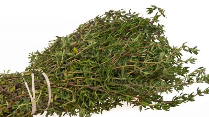 Faydaları Saymakla Tükenmeyen O Bitki! Yağından, Suyundan Faydalanmak Mümkün! Tam Bir Şifa Kaynağı! 2