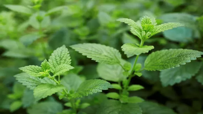 Kanserli Hücreyi Yok Ettiği Açıklandı! Limon Otunun Faydaları Saymakla Bitmiyor! 1