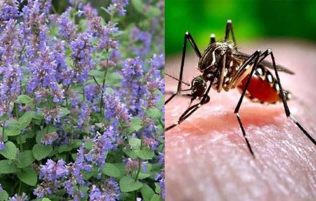 Sivrisinekler O Kokudan Kaçıyor! Lavanta Mumu Yakarak Sivrisinekleri Evinizden Uzaklaştırın! 3