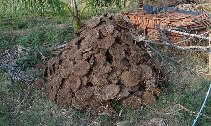 Rüyada Tezek Görmek Ne Anlama Gelir, Neye İşarettir? Anlamı, Yorumu 2