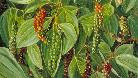 Ağız Kokusu Sorunu İçin Kebabe Otu! Bu Bitki İle Birçok Sağlık Sorunu Ortadan Kalkacak! 1