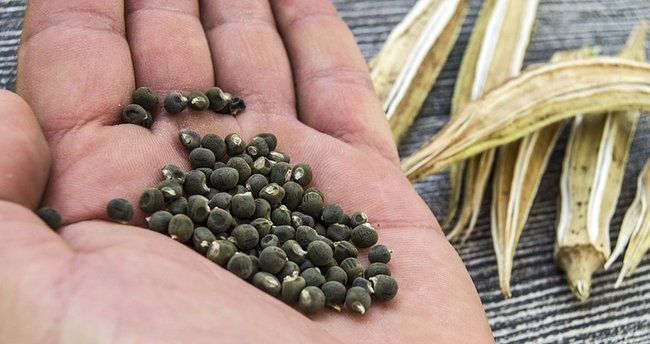 Vücut Halsizliğine Son! Çabuk Yorulanların Tüketmesi Gereken Bamya Tohumu! Bamya Tohumu Nasıl Tüketilir? 1