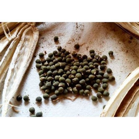 Vücut Halsizliğine Son! Çabuk Yorulanların Tüketmesi Gereken Bamya Tohumu! Bamya Tohumu Nasıl Tüketilir? 2