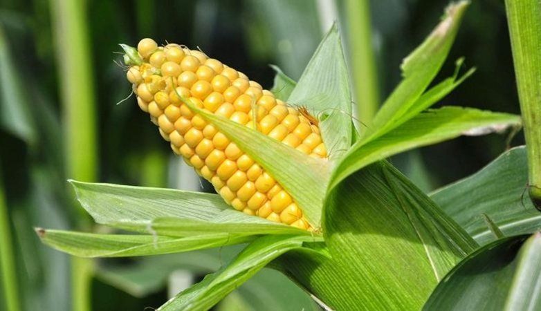 Hepsi İçeriğinde Toksin Bulunduruyor! Bu Besinleri Sofraya Koymadan Bir Daha Düşünün! 2