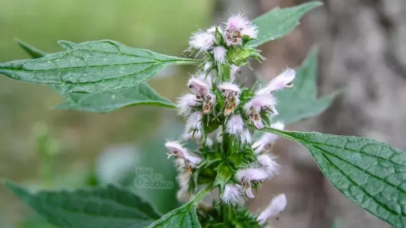 Aslan Kuyruğu Otu Kalp Hastalıkları İçin Riski Azaltıyor! İşte Kullanım Alanları! 3