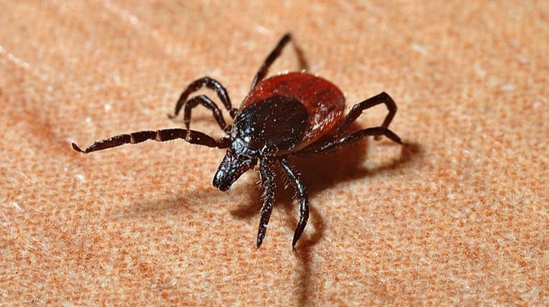 Havaların ısınmasıyla ortaya çıktı! Kapıdaki büyük tehlike: Uzmanlardan kritik uyarı... 7