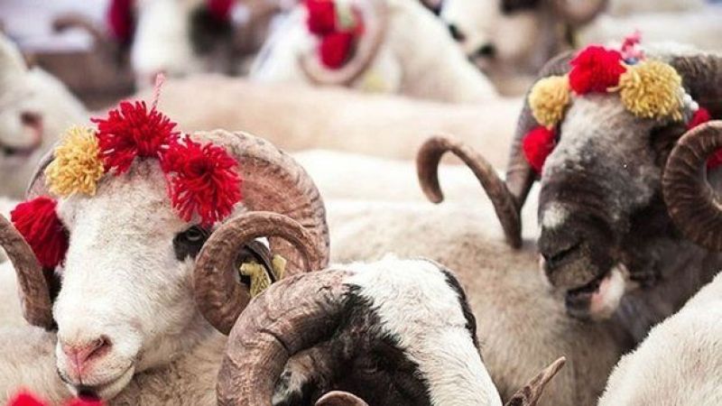 Kurban fiyatları aldı başını gitti! Bu haberi okumadan sakın almayın... 3