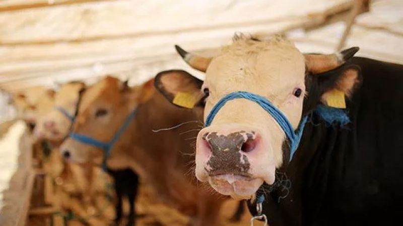 Kurban fiyatları aldı başını gitti! Bu haberi okumadan sakın almayın... 5