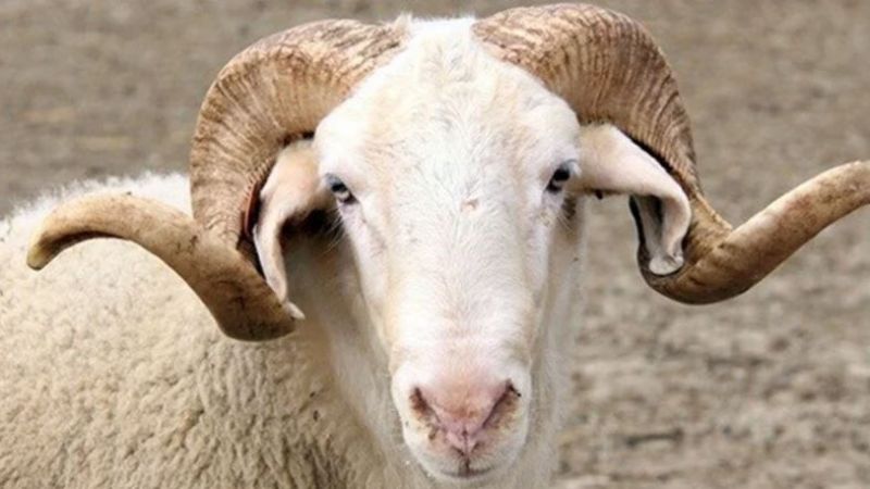 Kurban fiyatları aldı başını gitti! Bu haberi okumadan sakın almayın... 1