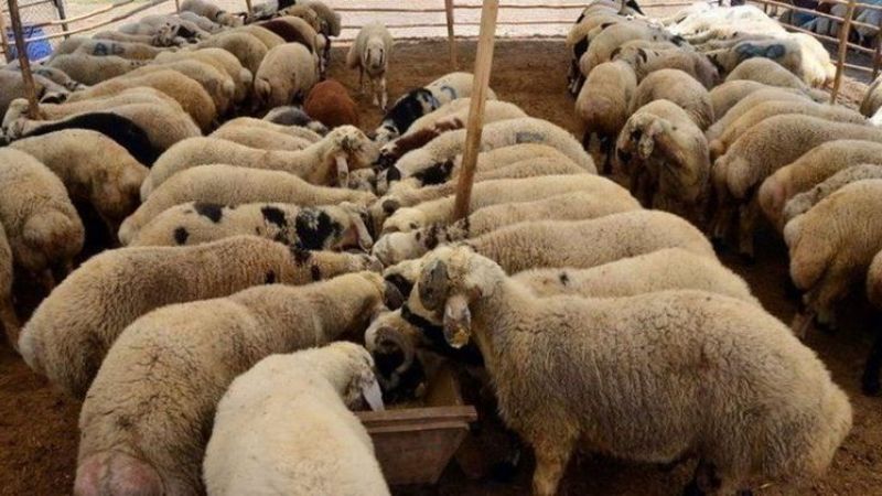Kurban fiyatları aldı başını gitti! Bu haberi okumadan sakın almayın... 2