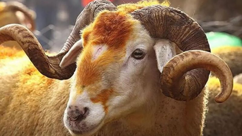 Kurban fiyatları aldı başını gitti! Bu haberi okumadan sakın almayın... 4