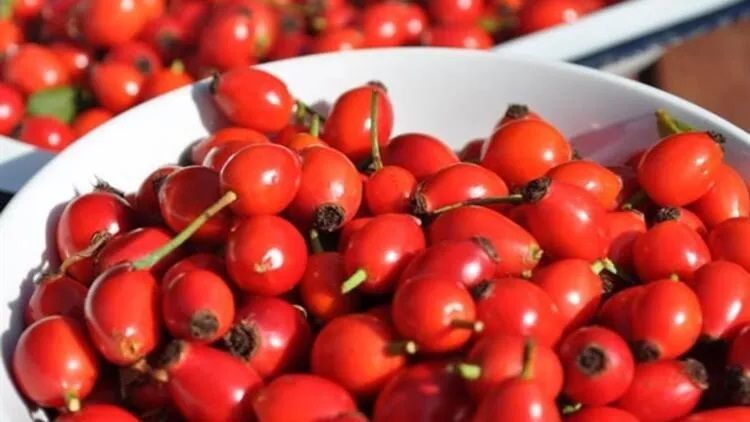 Kuşburnu diyabet başta olmak üzere birçok hastalık için olumlu etkiye sahip! Günde sadece 5 gram tüketerek diyabet tedavisinde etken rol oynayabilir! 1