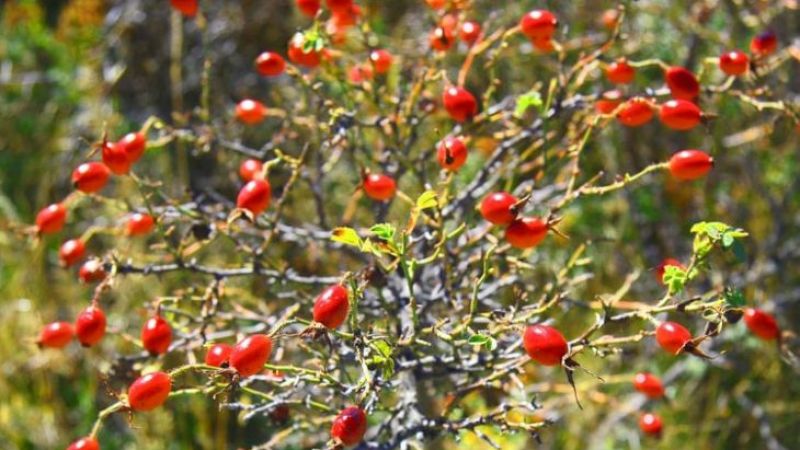 Kuşburnu diyabet başta olmak üzere birçok hastalık için olumlu etkiye sahip! Günde sadece 5 gram tüketerek diyabet tedavisinde etken rol oynayabilir! 2