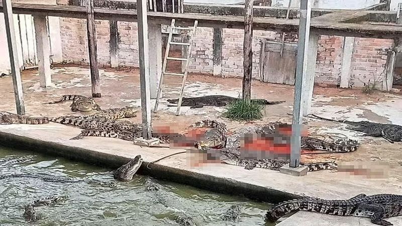 Kamboçya'da timsah çiftliği sahibini timsahlar yedi! 2