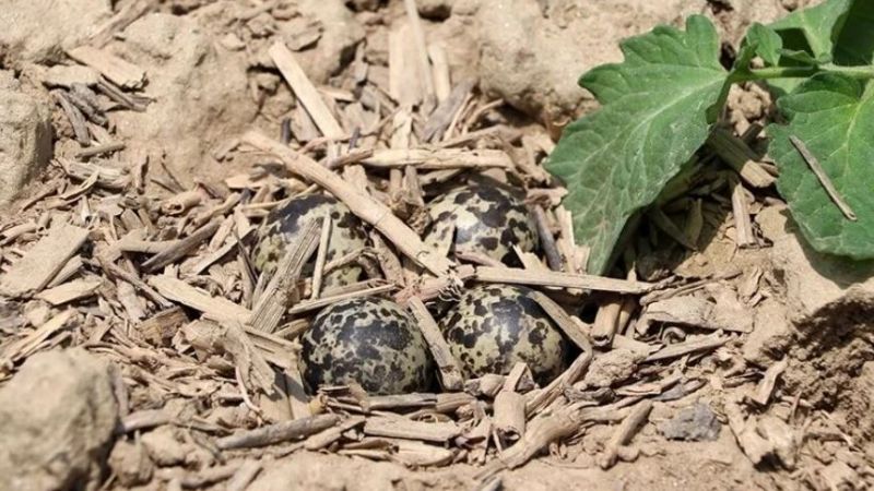 Ne de olsa anne! Yavruları için traktörün önüne atlayan kuş görenleri duygulandırdı... 3