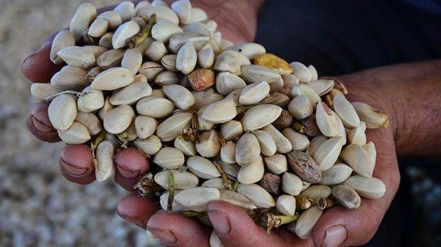 Gaziantep fıstık fiyatları ne kadar? İşte Gaziantep fıstık piyasası! 3