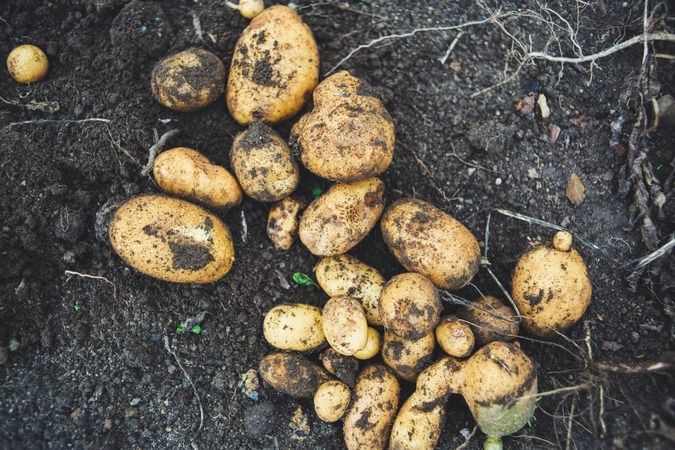 Patates böyle görünüyorsa sakın yemeyin: Ölüme kadar götürebiliyor 3