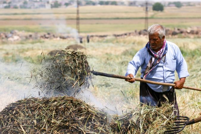 Gastronomi kenti Gaziantep'te firik yapımına başlandı... İŞTE SOFRALARIMIZA GELEN FİRİK'İN HİKAYESİ 2