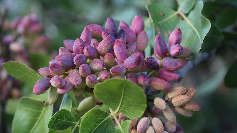 ANTEP FISTIĞI FİYATLARI FÜZE GİBİ YÜKSELİYOR! Antep fıstığı fiyatlarında rekor görüldü: 578 TL'ye kadar yükseldi! 1