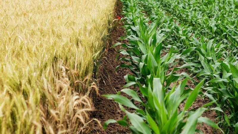 Ankara Büyükşehir Belediyesi Çiftçi Hibe Desteği Başvurusu Nasıl Yapılır? 3