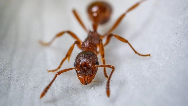 Bugüne kadar nasıl aklımıza gelmedi ki! Karıncalara karşı kesin çözüm getirecek çok basit yöntem 2