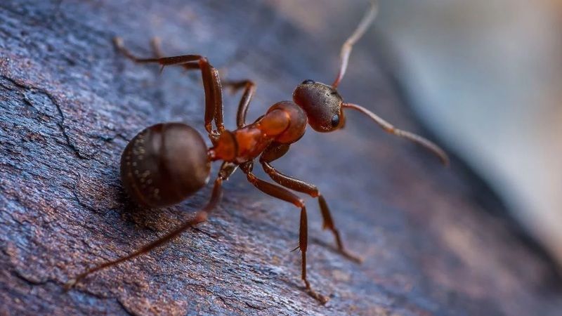 Bugüne kadar nasıl aklımıza gelmedi ki! Karıncalara karşı kesin çözüm getirecek çok basit yöntem 3
