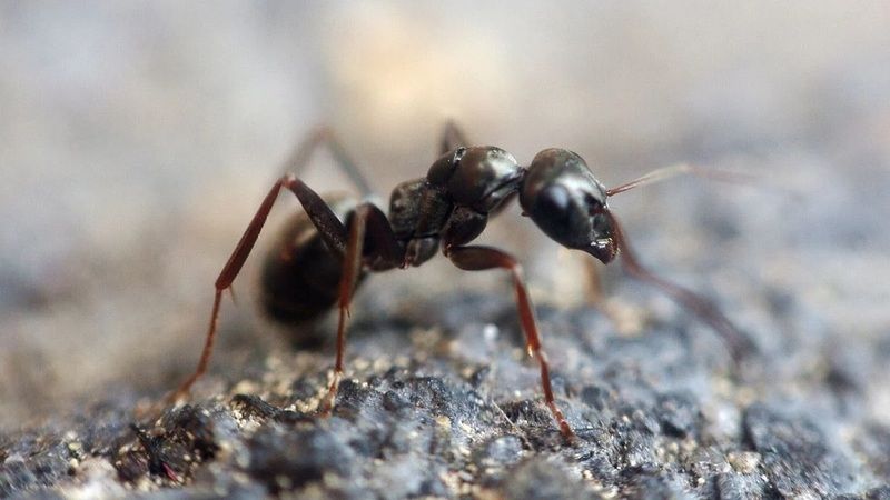 Bugüne kadar nasıl aklımıza gelmedi ki! Karıncalara karşı kesin çözüm getirecek çok basit yöntem 4