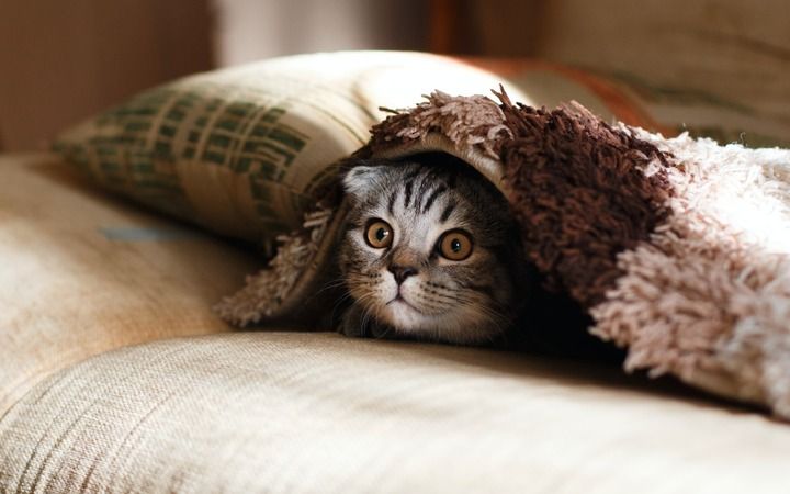 Kedi dostu 3 burç! Kedilerin en çok sevdiği ve sahiplendiği burçlar açıklandı 1