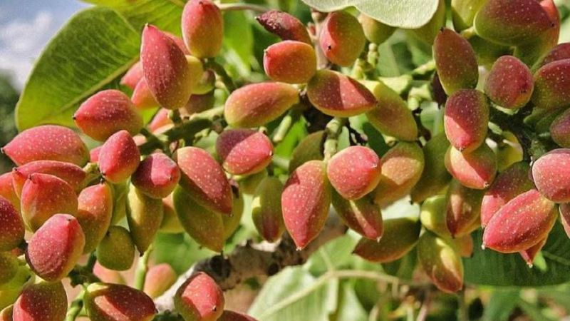 Antep fıstığına REKOR ZAM!  Kilosu 600 TL'ye dayandı! 7 Temmuz 2023 güncel Antep fıstığı fiyatları 1