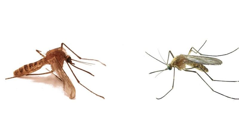 Herkes uyurken ortaya çıkıyorlar! Kan emici sivrisinekleri uzaklaştıran 3 doğal teknik! 3