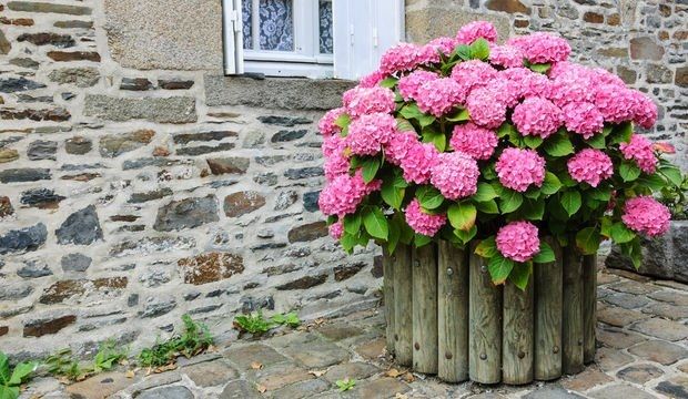 Ortanca nasıl daha çok çiçek açar? Küsen ortancanın tek formülü bu! Dibini daldırıp bekleyin 3